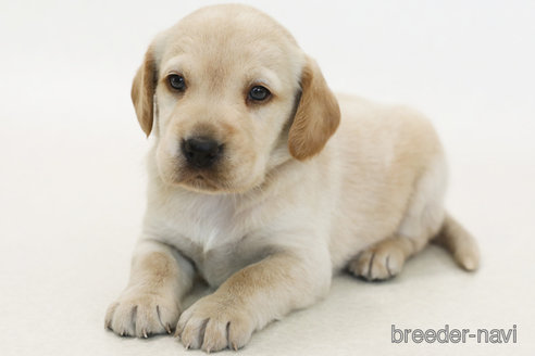 販売中の神奈川県のミックス犬-385591の2枚目